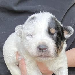 Boy 4 - Blue male Australian Cattle Dog puppy in Irvington, Kentucky from Dry Valley’s Australian Cattle Dogs