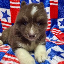 AKC Chestnut - Red and white male Siberian Husky puppy in Centreville, Maryland from Huskies By the Bay