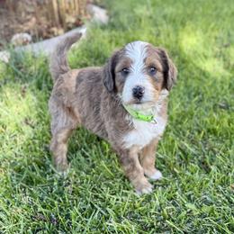 Patch - Brown and white male Bernedoodle puppy in Springville, Utah from Oodles of Bernedoodles