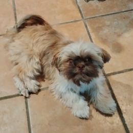 Bella - Shih Tzu