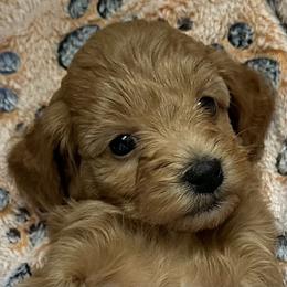 Goldendoodle Puppies from Miss Cindy’s Doodles