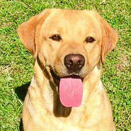 Labrador Retrievers from Rocky Flats Kennels