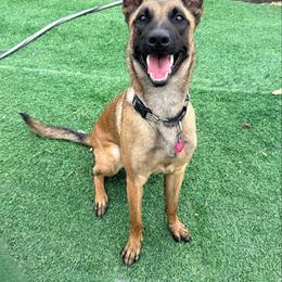 Betty - Fawn female Belgian Malinois puppy in Trenton, Georgia from Laeknir K9