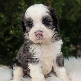 Izzy - Merle female Cockapoo puppy in Salt Lake City, Utah from Utah Cocker Spaniels