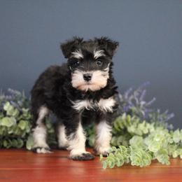 Miniature Schnauzer Puppies from Clay Hill Kennels