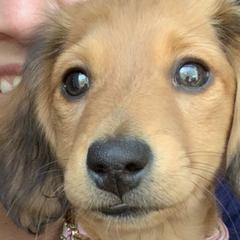 Dachshunds from Dye's Dachschunds
