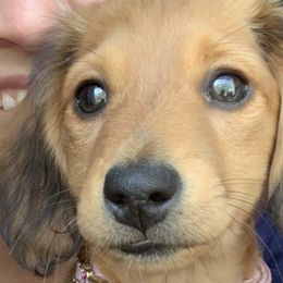 Dachshunds from Dye's Dachschunds