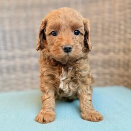 Peanut - Apricot male Goldendoodle puppy in Twin Falls, Idaho from Magic Valley Family Doodles