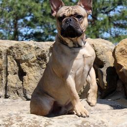 Buster - French Bulldog