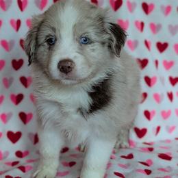 Ariel - Red merle female Australian Shepherd puppy in Squaw Valley, California from A&M Australian Shepherds