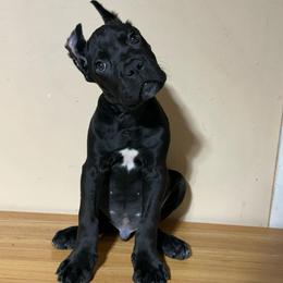Orazio - Black male Cane Corso puppy in Houston, Texas from Mortaio Cane Corso