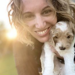 Goldendoodle Puppies from Mumzee Doodles