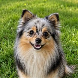 Willow - Pomeranian