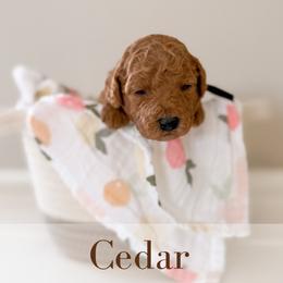 Cedar - Red  male Goldendoodle puppy in Melba, Idaho from KZ Doodles