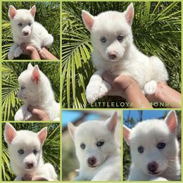 Monroe - White female Pomsky puppy in Riverside, California from LittleLoyalzLLC