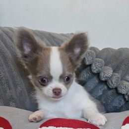 Clay - Silver and white male Chihuahua puppy in Waxhaw, North Carolina from East Coast Bull Terriers N Chihuahuas