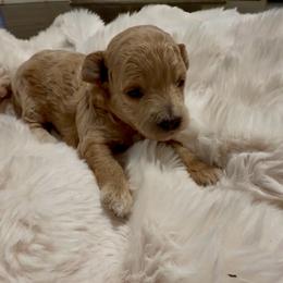Sol - Apricot male Poodle puppy in Saginaw, Texas from Pawcious Poodles