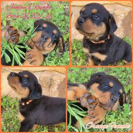 Girl 3 - Black and mahogany female Rottweiler puppy in Blanchard, Oklahoma from Mystique Kennel