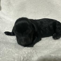 Reggie - Black male Goldendoodle puppy in Wittenberg, Wisconsin from Cedar River Kennel