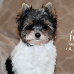 Quade - Parti male Yorkshire Terrier puppy in Austin, Texas from H6 Yorkies