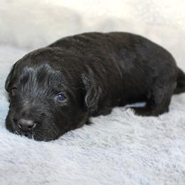 Amour - Black and white male Aussiedoodle puppy in Stokesdale, North Carolina from His and Hers Poodles and Doodles