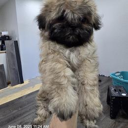 Shih Tzu Puppies from Borderland's Kennel