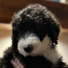 Reese - Female - Black and white Sheepadoodle puppy in Surprise, Arizona from Desert Lily Doodles