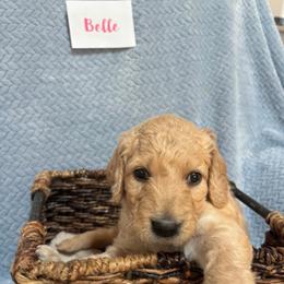 Belle - Cream female Goldendoodle puppy in Rochester, Massachusetts from Petal Perfect Puppies