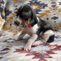 Ranger - Blue ticked and tan male Bluetick Coonhound puppy in Mount Pleasant, Texas from Harmons Hounds