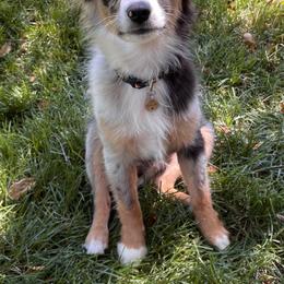 Toy Australian Shepherd Puppies from Kickapoo Creek Toy Aussies