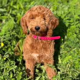 Holly - Goldendoodle