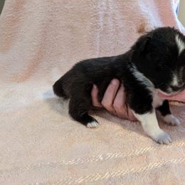 Shetland Sheepdog Puppies from Hawks Acres Shetland Sheepdogs