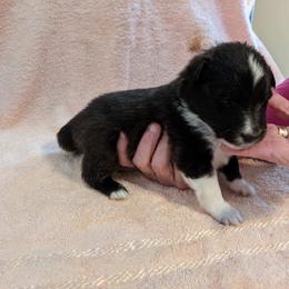 Shetland Sheepdog Puppies from Hawks Acres Shetland Sheepdogs