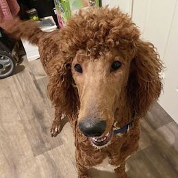 Buster - Poodle