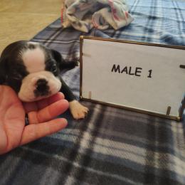 Male 1 - Black and white male Boston Terrier puppy in Headland, Alabama from Crystal Carlisle's Boston Terriers