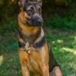 Kruger - Yellow male Dutch Shepherd puppy in Auburn, Georgia from Faberge Hollandse Herdershond