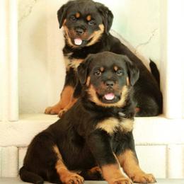 Rottweiler Puppies from Sharp Ridge Rottweilers
