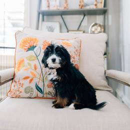 Wyatt - Tri-color male Bernedoodle puppy in Murray, Utah from Sun Valley Doodles
