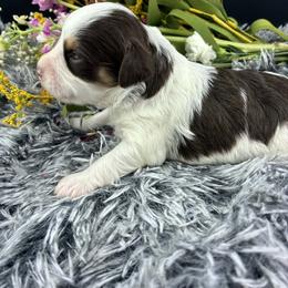 Hersey - Parti male Miniature Schnauzer puppy in Sylvania, Georgia from Southern Sky Miniature Schnauzers