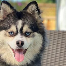 Hope - Pomsky