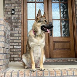 German Shepherd All Grown Up from A2 German Shepherd Dogs