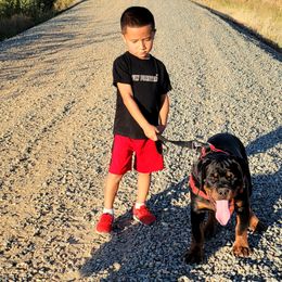 Rottweiler Puppies from Mickey's Rottweilers
