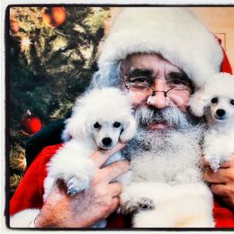Poodle Puppies from Araceli Toy Poodles