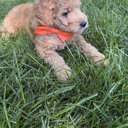 Goldendoodle and Poodle Puppies from Jaeckels Doodles