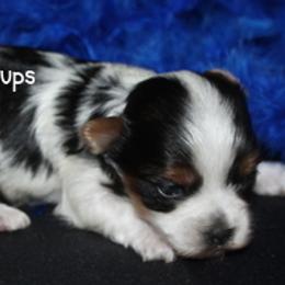AKC Juniper - Black tan and white male Biewer Terrier puppy in Kennesaw, Georgia from Dreamy Pups