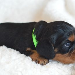 Cavalier King Charles Spaniel Puppies from Diamond Rose Cavalier LLC