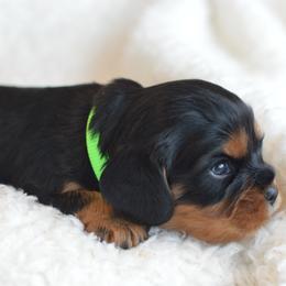 Cavalier King Charles Spaniel Puppies from Diamond Rose Cavalier LLC