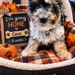 Cece - Merle female Goldendoodle puppy in North Branch, Michigan from Graceful Miniature Goldendoodles