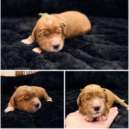 Jack - Red male Australian Labradoodle puppy in Summerfield, North Carolina from Four Oaks Labradoodles