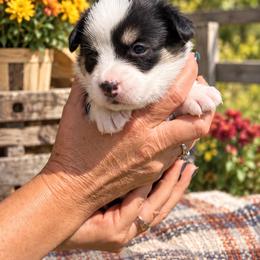 Dolly - Black and white female Cardigan Welsh Corgi puppy in Kerens, West Virginia from Leather & Lace